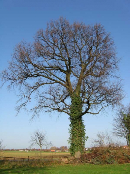 Bild 1 von Eiche am Holzweg